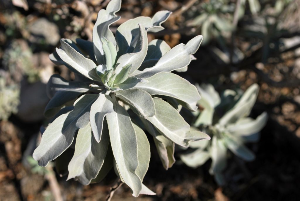 Tout savoir sur la sauge blanche de Californie